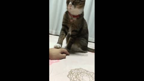 Gif video of cat and its owner