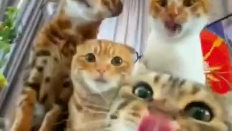 Cute cats Taking a selfie one by one