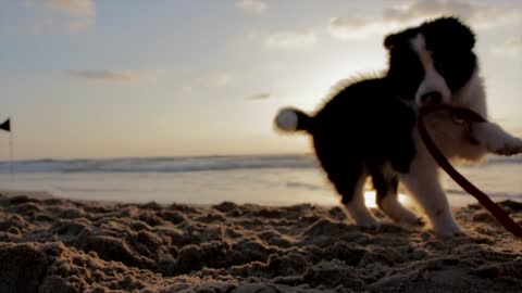 Cute beach puppy