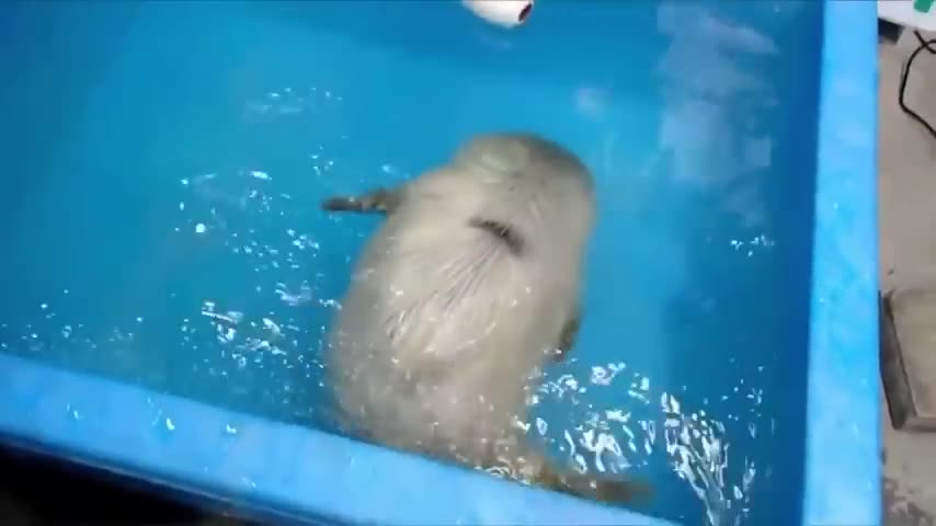 Cute newly born seal baby first swim