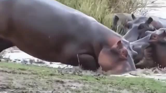 Hippo drags gazzel