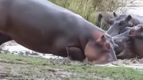 Hippo drags gazzel