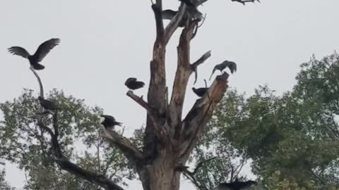 Vultures Dry Wings in Dead Tree