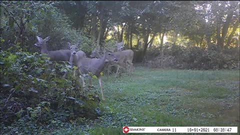 Backyard Trail Cam - 6 Deer