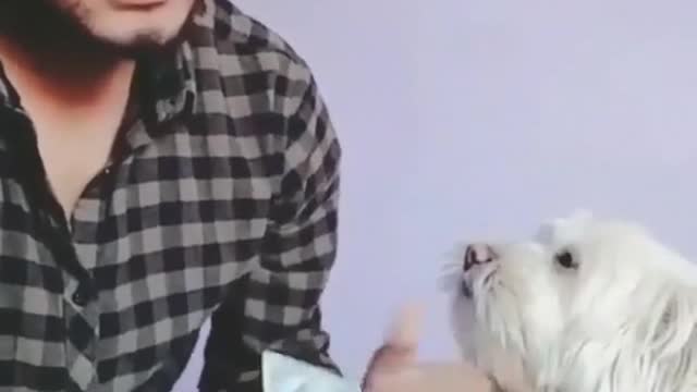 A dog helps its owner with the money