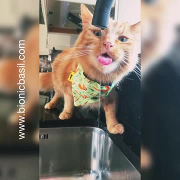 Cute Ginger Cat Loves Drinking From Kitchen Tap