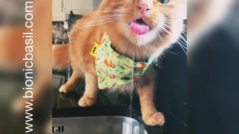 Cute Ginger Cat Loves Drinking From Kitchen Tap