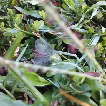 23.11.2023 Random Kuranda