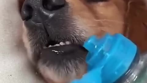 FUNNY DOGS VIDEO