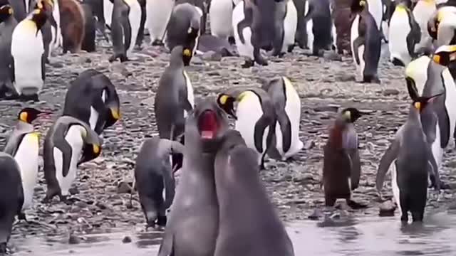 The leisurely life of a seal