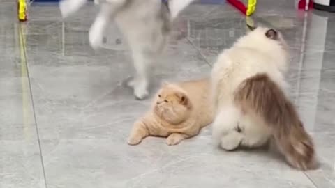 Kitties Playing Soccer