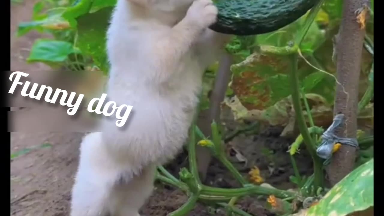 Funny dog🐕😜😜