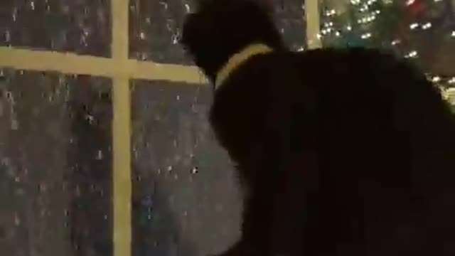 Funny cat trying to catch snow flakes