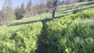 Pretty Purple Flowers – Crescent Mountain Trail – Central Oregon – 4K