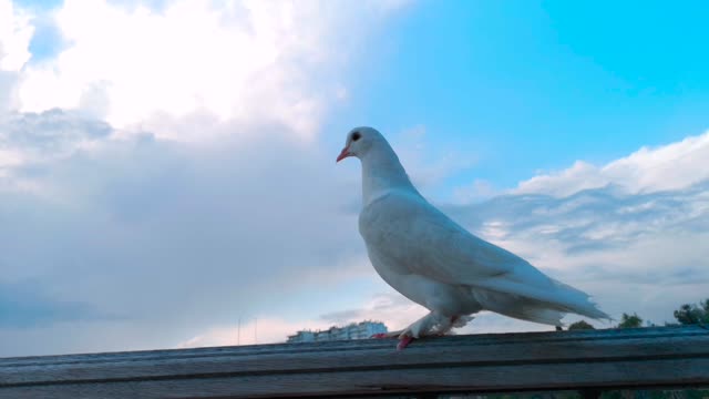 Beautiful, beautiful birds.