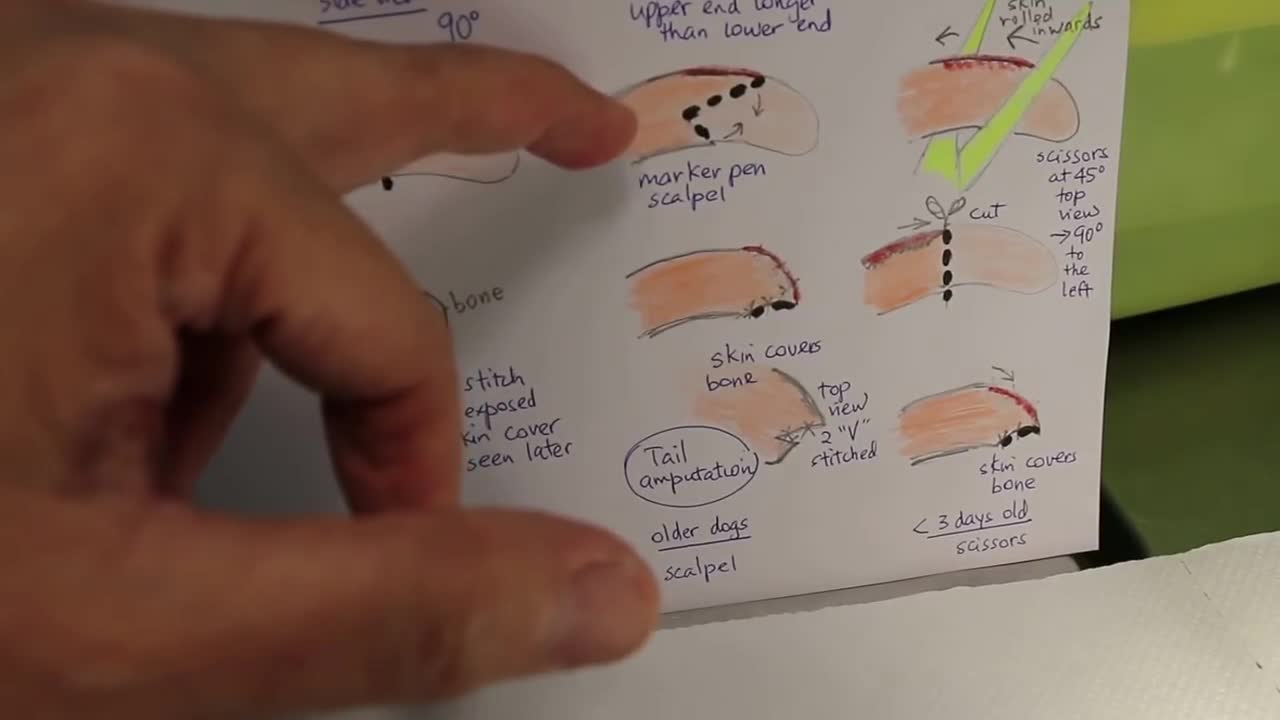 Tail docking and amputation 1/2