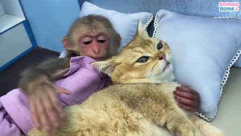 BiBi helps kitty stuck in the rain