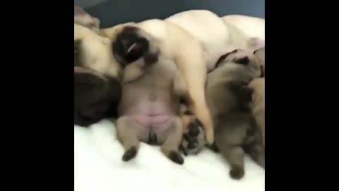 Funny and Cute French Bulldog Puppies Compilation