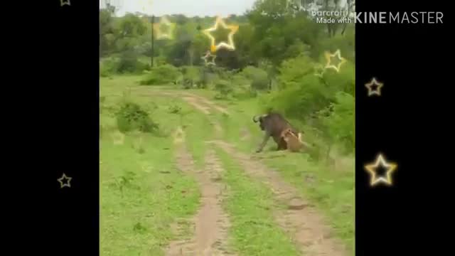 Animals hunting vidio