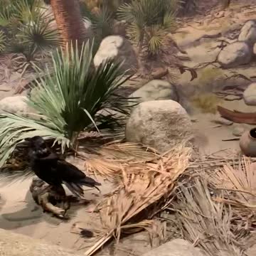 Anza Borrego Museum Cougar