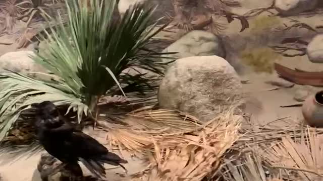 Anza Borrego Museum Cougar