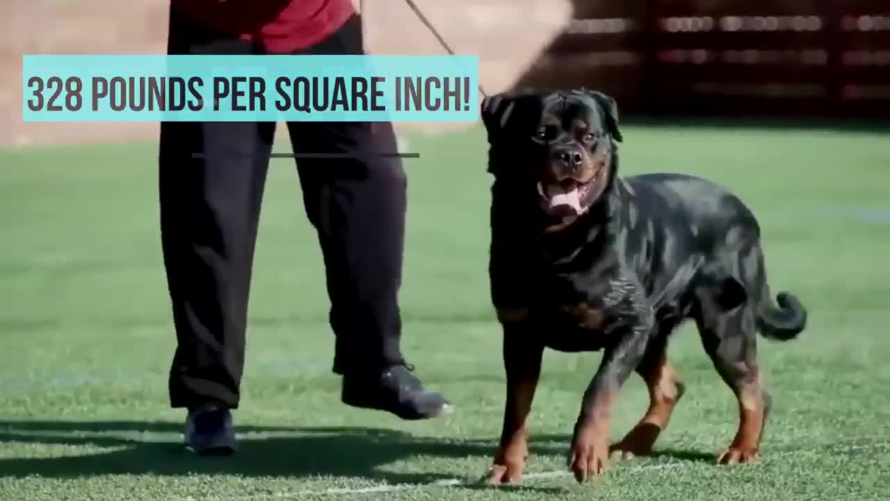 ❌ Don’t Watch ❌ Top 10 Most Aggressive Dog Breeds In the World