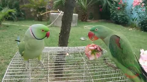 Cutie Fun with Parrot Funny video