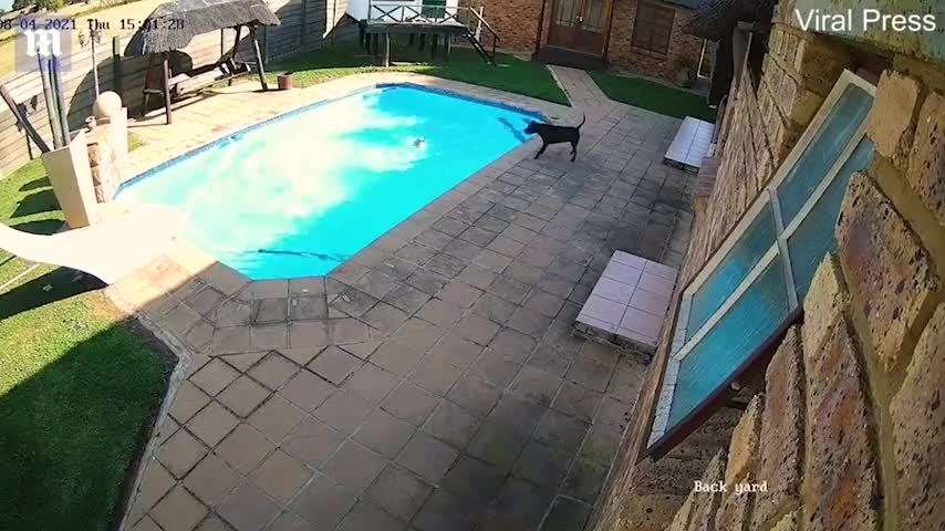 DingDon - Baby Cats - Cute and Funny Cats Video