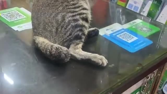 itchy cat on the table