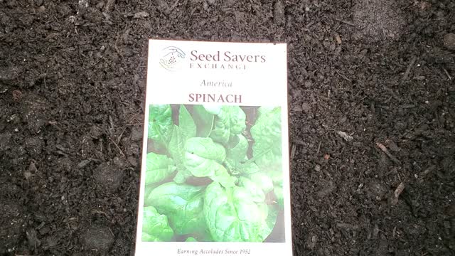 It begins, Sowing spring seeds!