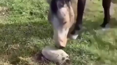 Horse gets biggest fright of his life!