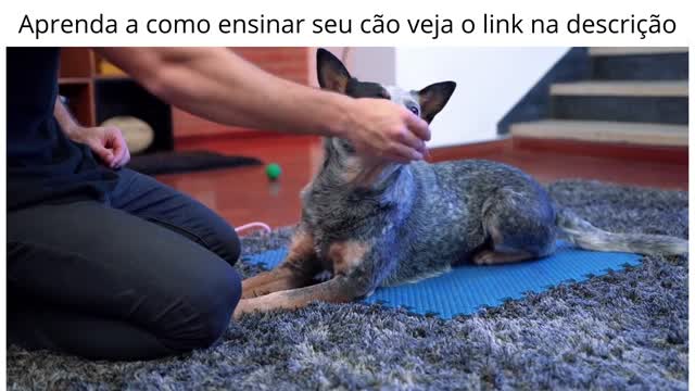 OLHA UM JEITO FACIL DE ENSINAR SEU CACHORRO(ELEGANCIA