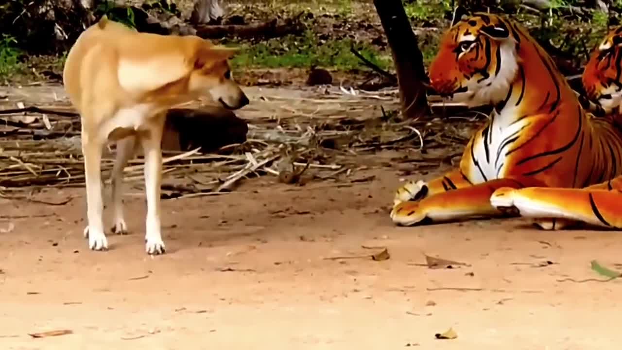 Prank dog & Fake Tiger Vs Dog Prank Video Funny |