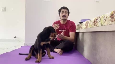 dog training video