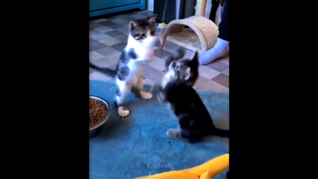Funny cat