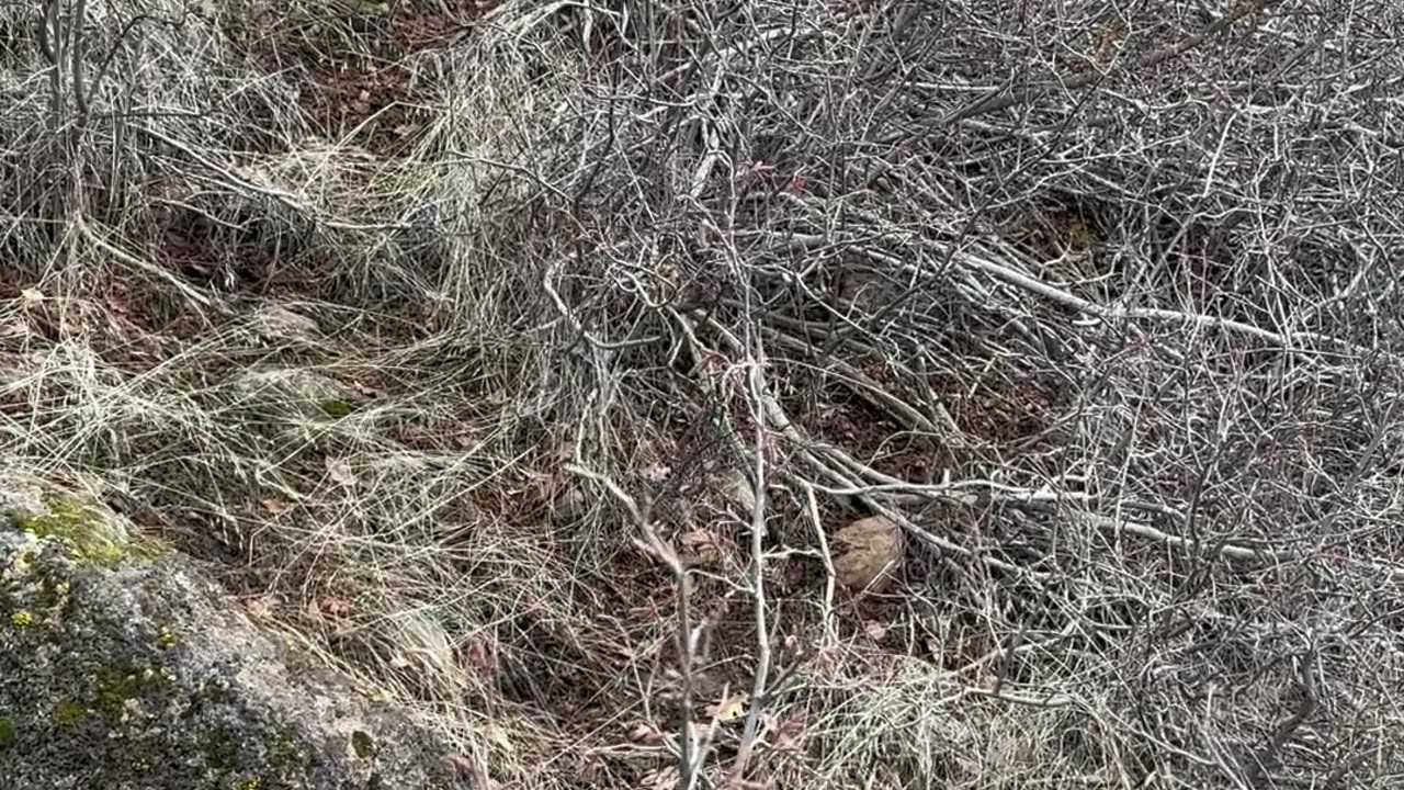 Mountain quail hunting California