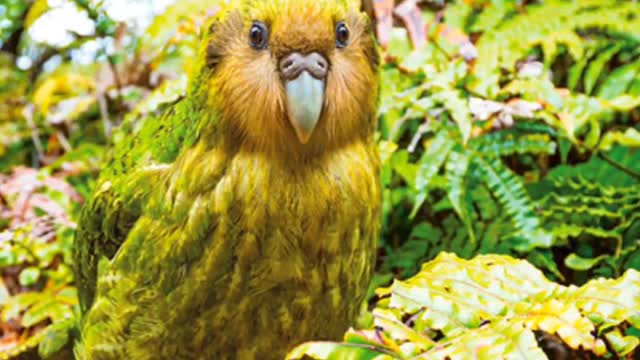 Animals fact videos