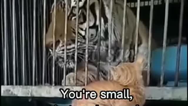 Animals in japanese dub