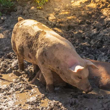 Đúng hay Điêu-Sự thật thú vị về lợn và bùn#LợnỞBẩn#KiếnThứcVềĐộngVật#SựThậtThúVị #shorts#ĐúnghayĐiêu