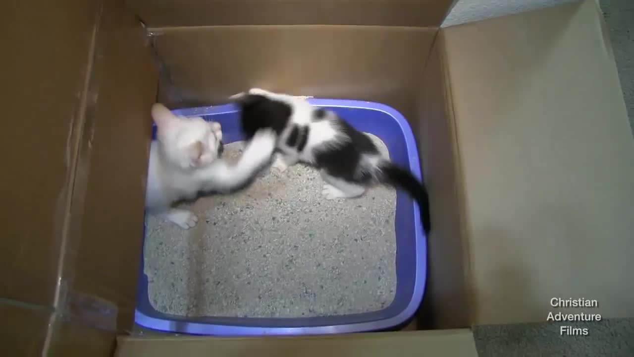 Funny video cat wars