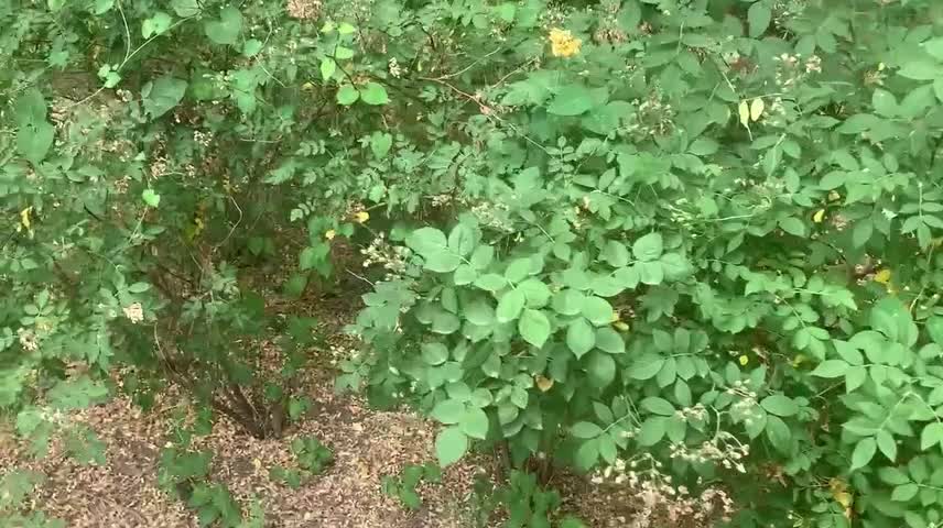 Birds in the forest