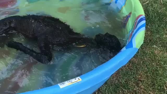 Baby Alpaca Splashes Around In A Kiddie Pool