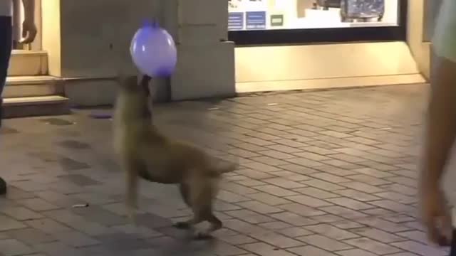 Dog with full of happy and joy 😇😇😍