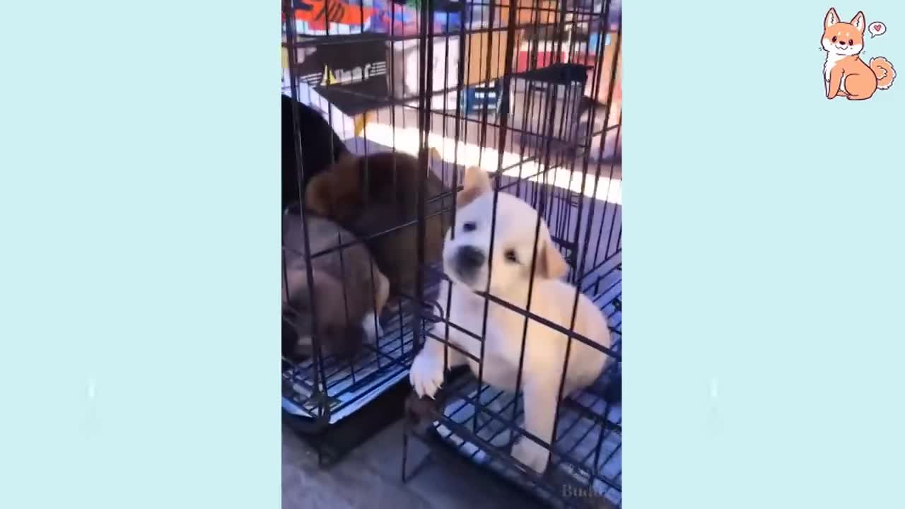 cute funny smart dogs