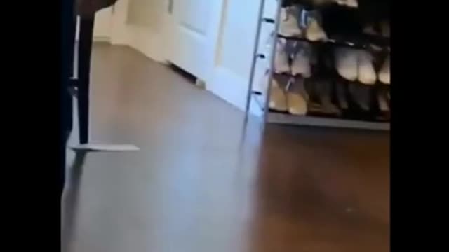 package and cat#shorts