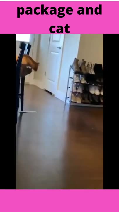 package and cat#shorts