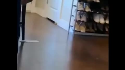 package and cat#shorts