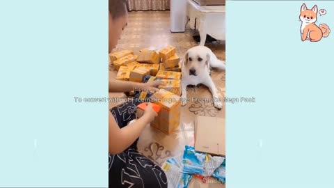 🐶🤣 Funny DOG Videos 😂🐶 Check Out All The Dogs, They're Funny!