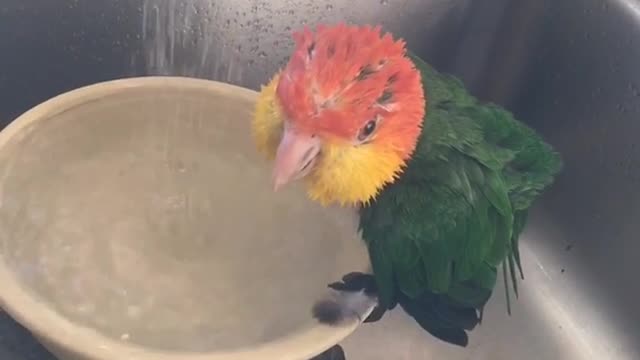 Parrot chirping on sink