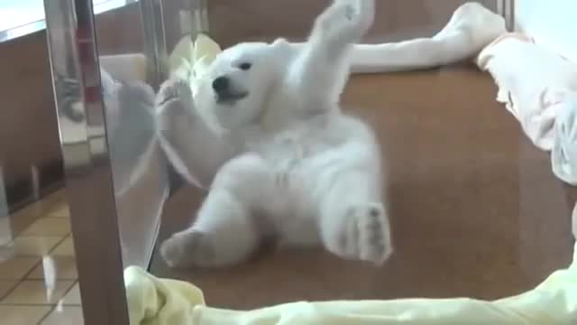 Baby Polar bear tries to roll over 😍